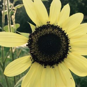 Meet your Posher, Kristy